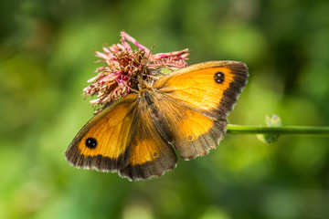 Gatekeeper butterfly, Pyronia tithonus, resting on a flower stem with a blurred green backgroud. © Colleen Slater