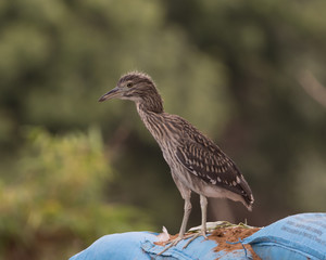 Night Heron Chick in Green Beautiful Background