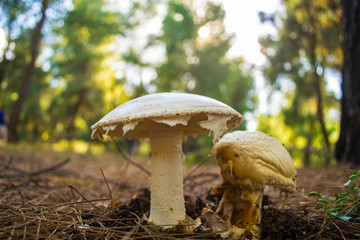 Close up of white mushrooms in the forest
