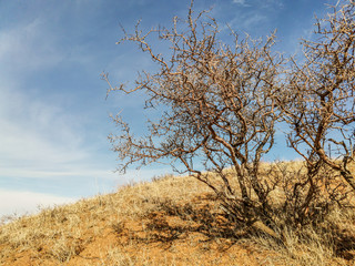 Crooked dry tree on top of a mountain on a background of mountains