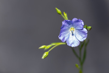 fleur de lin © erwangarel.com