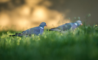 stock-dove pigeon in nature
