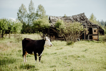 a cow grazing in a green meadow against the backdrop of a ruined wooden house with a failed roof
