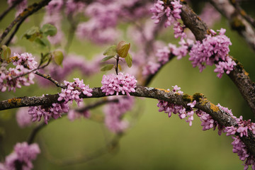 Fleur de printemps