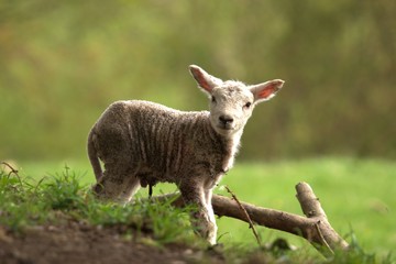 New born baby lamb in the field