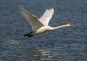 Fototapeta premium swan in flight short after taking of from water