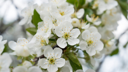 Fototapeta na wymiar young blooming cherry close up