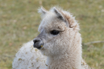 Obraz premium M.L.S.