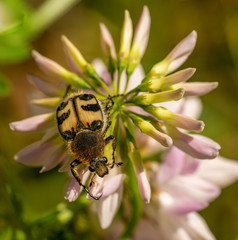 Eurasian Bee Beetle (Trichius fasciatus) crawling on pink blossoms