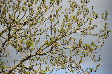 Ash tree springtime brown blossom branches