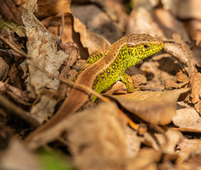small green brown lizard crawling at dry leaves