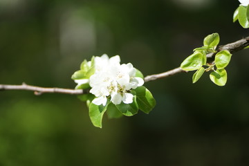  Close up of white wild apple tree blossom     