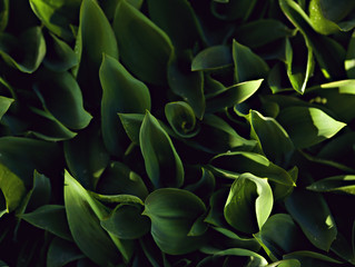 Closeup nature view of green leaf outdoor in garden