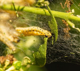 caterpillars of apple ermine moth (Yponomeuta malinellus) in their web