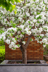 White flowers blooming in the botanical garden
