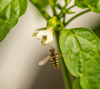 common hoverfly (Eupeodes corollae) hovering in front of chilli flower
