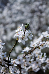 White spring sakura blossom