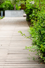 Spring green leaves and trails