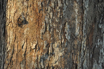 Obraz premium old wood texture