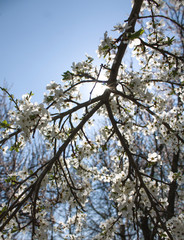 White spring sakura blossom