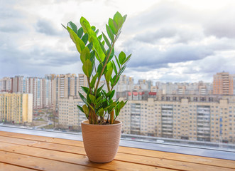Green Zamioculcas plant on the wooden floor of a sunlit room, in the distance the urban background, many residential buildings.