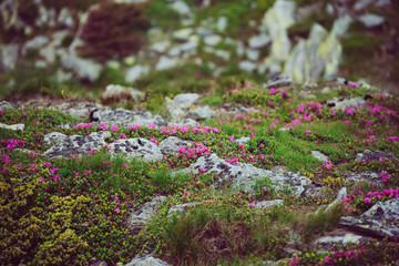 Obraz premium Rhododendron flowers in nature