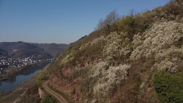 Moseltal bei Valwig,  Apolloweg im Fr&uuml;hling, Weinbau und Brachen
