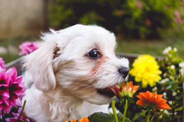 Maltese in flowers