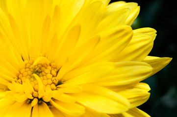 Image of a chrysanthemum or mums flower. Its a perennial variety of flower which bloom through out the year in India.