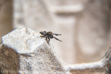 small hairy jumper spider with big eyes