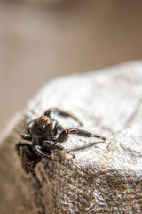 small hairy jumper spider with big eyes