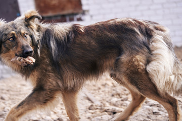 A homeless, shaggy dog runs away with a bone in its mouth