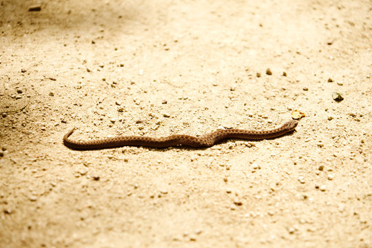 Vip&egrave;re sur le sable .