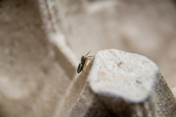 small hairy jumper spider with big eyes