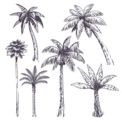 Sketch palm tree. Hand drawn tropical coconut palm trees, africans plants. Hawaii summer vacation engraving drawing vector isolated set © YummyBuum