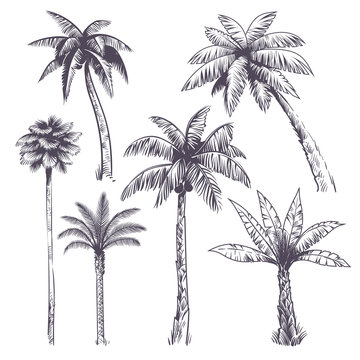 Sketch palm tree. Hand drawn tropical coconut palm trees, africans plants. Hawaii summer vacation engraving drawing vector isolated set
