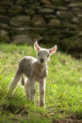 little lamb on a meadow