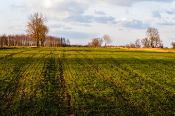 Meadows and fields landscape. Early spring fresh green grassy land. Evening golden hour. Mazowsze, Poland, Europe.