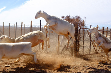 Sheep Farming Karoo heart of the Boesman Land South Africa