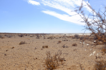 Sheep Farming Karoo heart of the Boesman Land South Africa