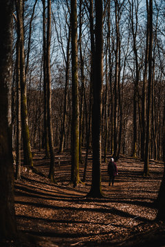 Wanderer in the forest a dunny day