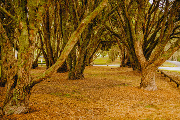 outdoor photo of a tree in a park, forest
