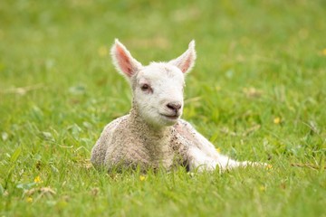 Naklejka na ściany i meble little lamb on the grass