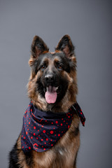 Beautiful dog shepherd breed on a black background