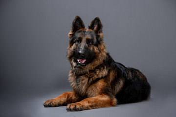 Beautiful dog shepherd breed on a black background
