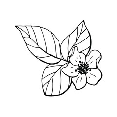 Raspberry leaves and flower. Line art. White background, isolate. Stock Illustration.