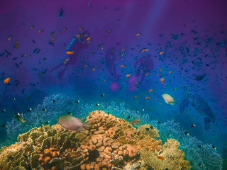 Plakat Group of scuba divers exploring coral reef. Underwater sports and tropical vacation concept