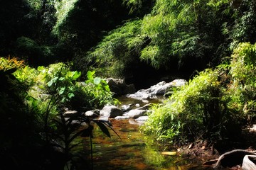 small waterfall in the forest