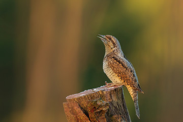 Eurasian Wryneck, Jynx torquilla sitting on the branch before green background.