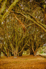 outdoor photo of a tree in a park, forest